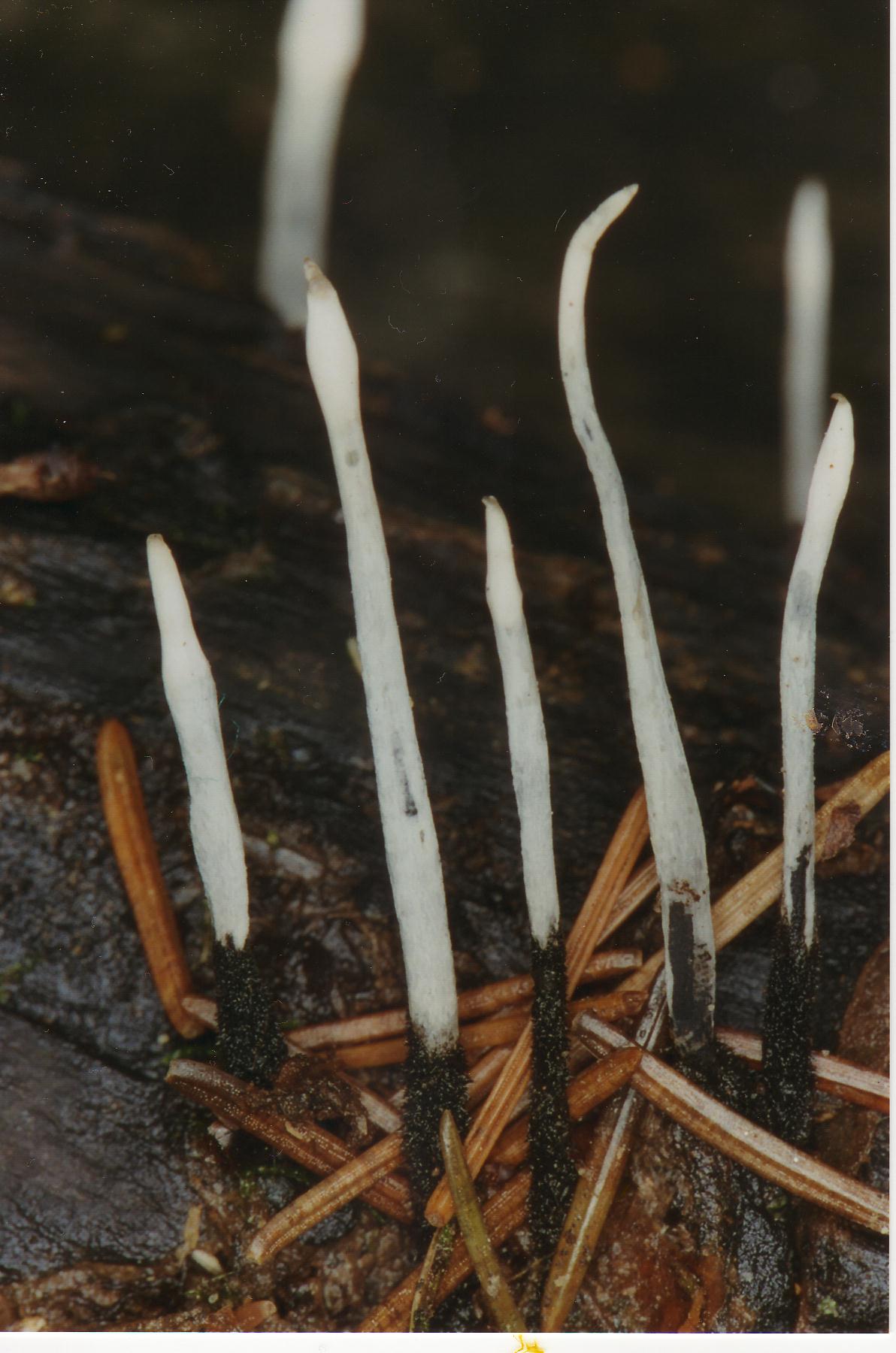 Funghi dei Monti Ceriti